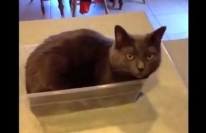 空箱を置いて一瞬目をそらすと、箱の中に猫がすっぽり納まってます!