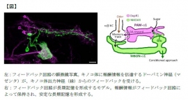 フィードバック回路の顕微鏡写真（左）と、フィードバック回路が長期記憶を形成するモデルを示す図（右）。（東北大学の発表資料より）