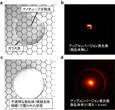 （a）透明なガラス皿の底に敷き詰めた樹脂中に、封じ込めて配置されたカーボンナノチューブ分散溶液（ガラス皿中心部）の写真。（b）同じ試料のアップコンバージョン発光画像。（c）生体組織を模した光散乱体で覆われたガラス皿の写真。（d）光散乱体（厚さ4ミリメートル）の後ろに置かれたカーボンナノチューブ分散液のアップコンバージョン発光画像。（京都大学の発表資料より）