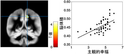 右楔前部と主観的幸福の間に示された正の関係。左図は脳の領域を指す。右図は体積と主観的幸福の関係を示す散布図（京大の発表資料より）