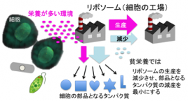 栄養悪化時にリソースを節約する細胞の仕組みのイメージ（情報通信研究機構の発表資料より）