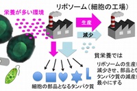 栄養悪化時にリソースを節約する細胞の仕組みのイメージ（情報通信研究機構の発表資料より）