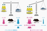 今回の研究概要を示す図。オメガ6過多/オメガ3欠乏飼料摂取によって、胎仔脳におけるオメガ6とオメガ3のエポキシ代謝物のバランスが乱れ、神経幹細胞のアストロサイト産生能が高まり、脳形成不全が起こった。その結果として過剰な不安が生じたと考えられる。（東北大学の発表資料より）