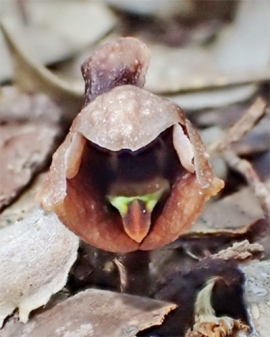 屋久島で発見された日本新産のラン科植物「タブガワヤツシロラン」（京都大学の発表資料より）