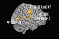 みつめあいに関連した二者間での脳活動同期を示す図。1日目、初対面の二者がみつめあっている場合には、右中側頭回にて二者間の脳活動の同期が見られた。共同注意課題をこなした後の2日目では、右中側頭回だけではなく下前頭回（弁蓋部）と腹側運動前野で、二者間の脳活動が有意に同期した。このような2日目の脳活動同期増加は、共同注意課題をしない場合や、2日目に異なる相手とみつめあいをした場合には観察されなかった。（生理学研究所の発表資料より）