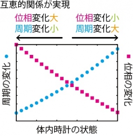 体内時計の周期の頑健性と位相の可塑性の互恵的関係を示す図。（東京大学の発表資料より）