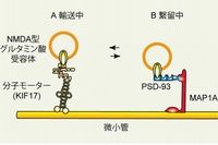 分子モーターで輸送中のNMDA型グルタミン酸受容体と、MAP1A、PSD-93で繋留中のNMDA型グルタミン酸受容体（東京大学の発表資料より）