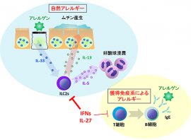 IFNとIL-27によるILC2sを介した自然アレルギー抑制機構の概要を示す図（理化学研究所の発表資料より）