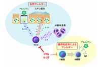 IFNとIL-27によるILC2sを介した自然アレルギー抑制機構の概要を示す図（理化学研究所の発表資料より）