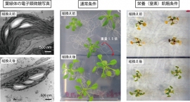 緊縮応答を過剰に引き起こす組換え植物体は、通常条件では葉緑体のサイズは減少するが、個体は大きく育った。この組換え体を窒素欠乏条件下に曝すと、緑色を保ち、光合成を継続した。（東京工業大学の発表資料より）