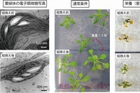 緊縮応答を過剰に引き起こす組換え植物体は、通常条件では葉緑体のサイズは減少するが、個体は大きく育った。この組換え体を窒素欠乏条件下に曝すと、緑色を保ち、光合成を継続した。（東京工業大学の発表資料より）