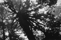 水越武の写真展「真昼の星」がフジフイルム スクエアで開催 - 山と森林をテーマとするモノクロ写真