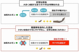 今回の研究成果の概要を示す図。サナギ化を抑制するタンパク質Kr-h1 を阻害剤で阻害できれば、害虫は食害が激しい大きな幼虫になる前にサナギ化させ、農作物の食害を防ぐことができる（農業生物資源研究所の発表資料より）