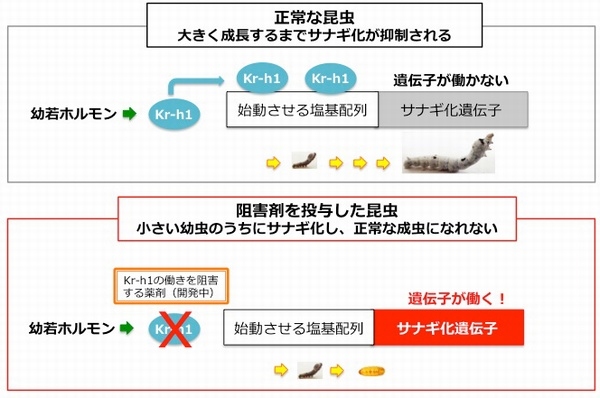 今回の研究成果の概要を示す図。サナギ化を抑制するタンパク質Kr-h1 を阻害剤で阻害できれば、害虫は食害が激しい大きな幼虫になる前にサナギ化させ、農作物の食害を防ぐことができる（農業生物資源研究所の発表資料より）