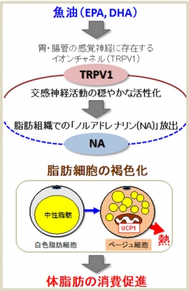 魚油摂取による体脂肪の消費促進機序の概念を示す図（京都大学の発表資料より）