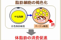 魚油摂取による体脂肪の消費促進機序の概念を示す図（京都大学の発表資料より）