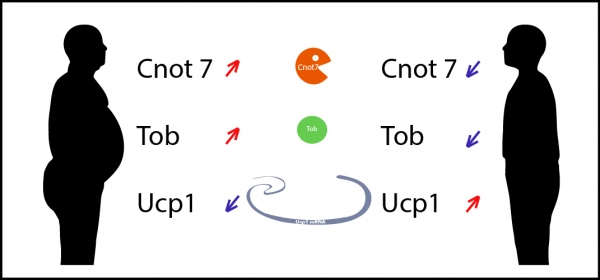 肥満に伴って遺伝子Cnot7とTobの量が増加し、Ucp1遺伝子の量は減少する。痩せた人ではCnot7とTobの量が少なく、Ucp1の量が多いと言える。（写真提供：OIST）