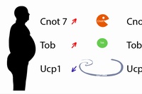 肥満に伴って遺伝子Cnot7とTobの量が増加し、Ucp1遺伝子の量は減少する。痩せた人ではCnot7とTobの量が少なく、Ucp1の量が多いと言える。（写真提供：OIST）