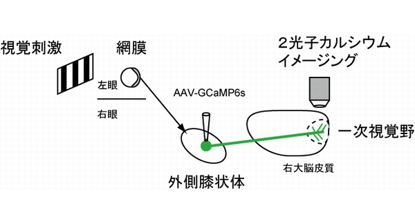 今回の研究では、外側膝状体の神経細胞にカルシウム感受性タンパク質（GCaMP6s）を発現させた。外側膝状体から視覚野に入力する軸索を、視覚刺激を与えながら2光子カルシウムイメージングすることにより方位選択性を調べた。（九州大学の発表資料より）