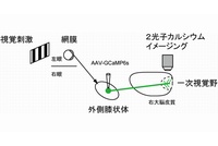 今回の研究では、外側膝状体の神経細胞にカルシウム感受性タンパク質（GCaMP6s）を発現させた。外側膝状体から視覚野に入力する軸索を、視覚刺激を与えながら2光子カルシウムイメージングすることにより方位選択性を調べた。（九州大学の発表資料より）