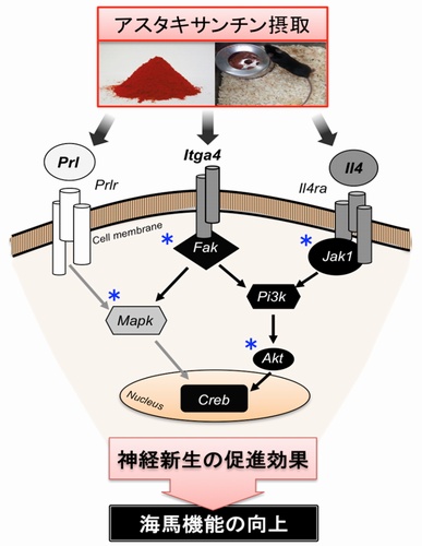 ASXを摂取することによって海馬の神経新生と機能が高まる分子機構を示す図（筑波大学の発表資料より）