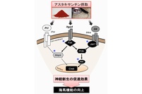 ASXを摂取することによって海馬の神経新生と機能が高まる分子機構を示す図（筑波大学の発表資料より）