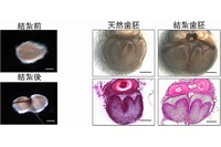 胎齢14.5日のマウス臼歯歯胚の結紮による分割操作と器官培養6日目の写真。左：胎齢14.5日のマウス臼歯歯胚の真ん中を、完全に分断されないところまで細いナイロン糸で結紮した。右：器官培養6日目の天然歯胚および結紮歯胚の実体写真とHE（ヘマトキシリン・エオジン）で染色した画像。結紮歯胚には2つに分断された歯胚が認められる。（理化学研究所と東京医科歯科大学の発表資料より）