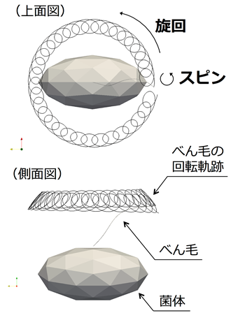 べん毛の「スピン＋旋回運動」のイメージ。べん毛の回転軌跡を連続的に繋げて図示している。（東北大学の発表資料より） 