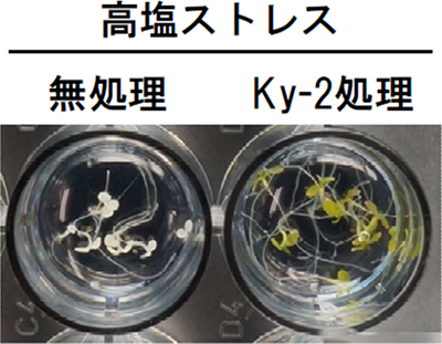 液体培養し、塩ストレスを与えたシロイヌナズナは死滅した（左）。一方、HDAC阻害剤である「Ky-2」を投与後に塩ストレスを与えたシロイヌナズナは生存可能になった（右）。（理化学研究所の発表資料より）