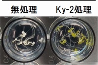 液体培養し、塩ストレスを与えたシロイヌナズナは死滅した（左）。一方、HDAC阻害剤である「Ky-2」を投与後に塩ストレスを与えたシロイヌナズナは生存可能になった（右）。（理化学研究所の発表資料より）