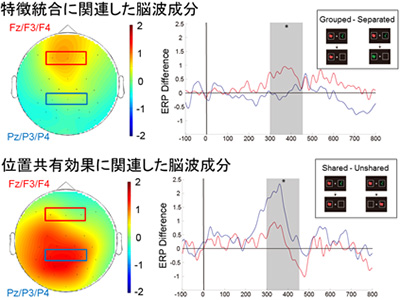 色と形態の統合（上）と位置の共有効果（下）に関連した脳波成分の頭皮上分布と時間変化を示す図。条件間の差分波形を表示。頭皮上分布は、グレーの部分の時間帯の活動（N400成分、300から450ミリ秒）を表示。特徴統合は前頭部、位置共有効果は頭頂、後頭部にそれぞれピークを持つ。（京都大学の発表資料より）