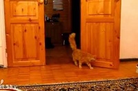 ネコがゲームのジャンプ音と同じタイミングでジャンプしてる！
