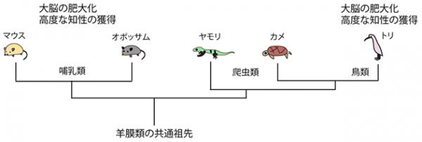 哺乳類、爬虫類、鳥類の系統関係を示す図。これらは羊膜類と呼ばれる動物群に含まれ、共通の祖先から進化したと考えられている。羊膜類の中でも、哺乳類、鳥類は特に大きな大脳を持ち、社会性や高度な知性を発達させている。（京都府立医科大学の発表資料より）