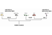 哺乳類、爬虫類、鳥類の系統関係を示す図。これらは羊膜類と呼ばれる動物群に含まれ、共通の祖先から進化したと考えられている。羊膜類の中でも、哺乳類、鳥類は特に大きな大脳を持ち、社会性や高度な知性を発達させている。（京都府立医科大学の発表資料より）