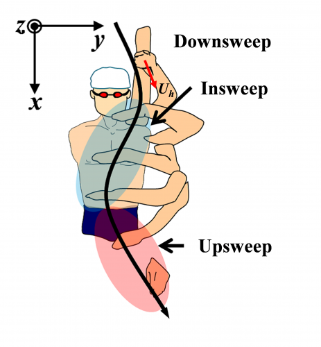クロールで泳ぐ際の手部の軌跡と局面を示した図（筑波大学の発表資料より）