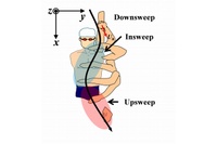 クロールで泳ぐ際の手部の軌跡と局面を示した図（筑波大学の発表資料より）