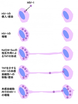 TNTを介するHIV-1の感染細胞から未感染細胞への感染拡大の模式図（理化学研究所の発表資料より）