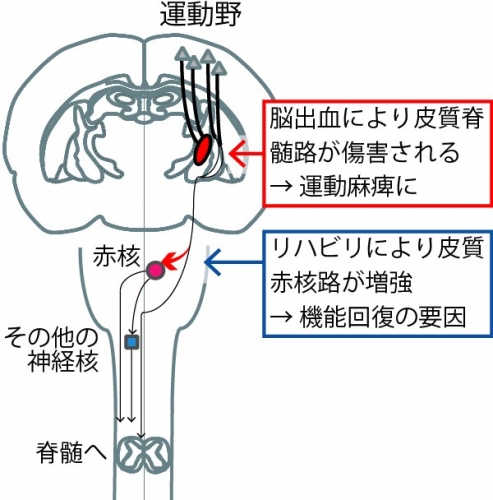 今回の研究では、脳出血後の集中的なリハビリは運動野－赤核間の軸索の投射を増加させ、それによって運動機能の回復を導くことが分かった。（生理学研究所の発表資料より）