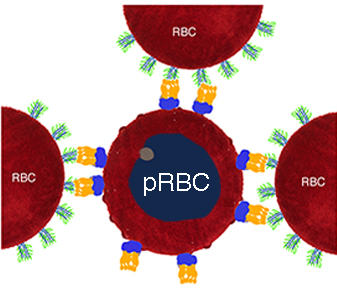マラリア原虫に感染した赤血球（pRBC）の細胞膜上にあるIgM抗体（紫色）とPfEMP1タンパク質（黄色）が結合し、正常赤血球を誘導しロゼットを形成する。（写真提供：OIST）