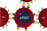 マラリア原虫に感染した赤血球（pRBC）の細胞膜上にあるIgM抗体（紫色）とPfEMP1タンパク質（黄色）が結合し、正常赤血球を誘導しロゼットを形成する。（写真提供：OIST）