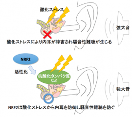 今回の研究で明らかになった、制御タンパク質NRF2がもたらす騒音性難聴の防御効果の概要を示した図（東北大学の発表資料より）