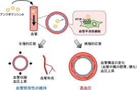 アンジオテンシンIIは血管平滑筋細胞に存在するAT1Rを介して様々な細胞応答を引き起こします。アンジオテンシンIIによる生理的応答（血管収縮、血管形成など）は血管恒常性の維持に重要な役割を担っているが、アンジオテンシンIIは血管の構造を変化させることで高血圧を誘導するという面も持つ。（生理学研究所の発表資料より）