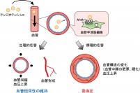 アンジオテンシンIIは血管平滑筋細胞に存在するAT1Rを介して様々な細胞応答を引き起こします。アンジオテンシンIIによる生理的応答（血管収縮、血管形成など）は血管恒常性の維持に重要な役割を担っているが、アンジオテンシンIIは血管の構造を変化させることで高血圧を誘導するという面も持つ。（生理学研究所の発表資料より）