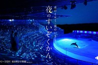 京都水族館「夜のすいぞくかん」ペンギンやオットセイの寝顔を間近で - イルカスタジアムもライトアップ