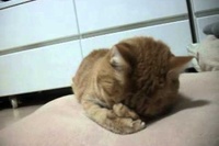 頭を抱えるように眠るネコちゃんです！