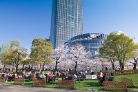 東京ミッドタウンの花見イベント「ミッドタウン・ブロッサム」お酒やスイーツが楽しめる屋外ラウンジも