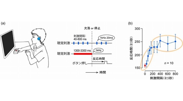 (a) 今回の実験では、一定間隔で繰り返される音（青）が一拍抜けるか連続音（赤）が停止すると被験者が手元のボタンをすぐに押した。(b) 約250ミリ秒の刺激間隔を境に反応時間と刺激間隔の関係が変化した。（北海道大学の発表資料より）