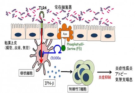 粘膜死細胞が炎症性腸炎、アトピー性皮膚炎、喘息の発症を促進するメカニズムの概念を示す図。（筑波大学の発表資料より）