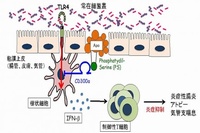 粘膜死細胞が炎症性腸炎、アトピー性皮膚炎、喘息の発症を促進するメカニズムの概念を示す図。（筑波大学の発表資料より）