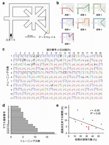 迷路課題と行動試験の結果 （a）迷路の俯瞰図。マウスは毎回スタート地点に置かれ、ゴール地点のフードペレットまで走る。（b）同じ場所を2度以上通らずにスタートからゴールまで行く道のりは7通りある。経路1から経路7の順で距離は短い。（c）ある1匹のマウスの走行軌跡。1日20試行を行い、最短経路（経路1）を見つけて学習基準をクリアするまで11日間かかった。（d）各マウスが最短経路を見つけて学習基準をクリアするまでにかかった日数。3日から18日までばらついている。（e）学習初期の探索行動（経路1-7を外れて迷路中を歩きまわった試行; （c）の黒色の軌跡）の頻度と最短経路を見つけるまでに要した日数との間に有意な負の相関があった（探索行動が多いほど、少ない日数で最短経路を見つけられた）。（東京大学の発表資料より）